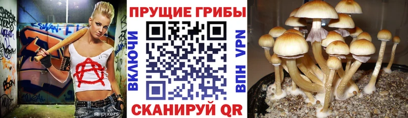 Псилоцибиновые грибы ЛСД  даркнет какой сайт  Балаково 